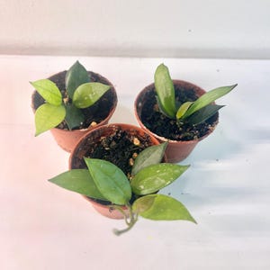 Hoya lacunosa | Hoya House Plant | 2 inch pot