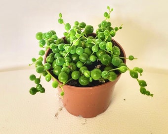 String of pearls | Small string of pearls succulent | 3 inch pot