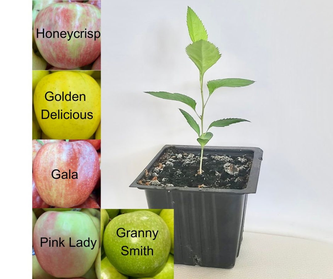 Apple Tree Seedling Honeycrisp Golden Delicious Gala Pink Lady Apple