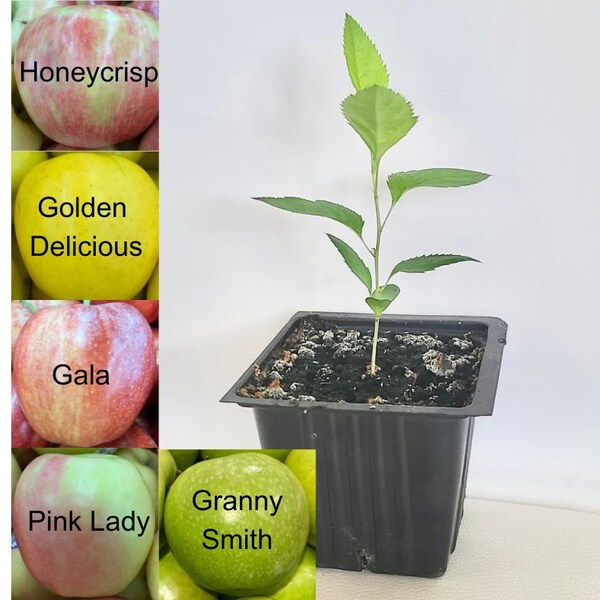 Apple tree seedling | Honeycrisp | Golden Delicious | Gala | Pink Lady | Apple tree starter plant | 4 inch pot