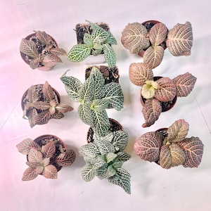 Nerve plant | Fittonia | White and Pink Nerve plant | Easy houseplant succulent | 3 inch pot