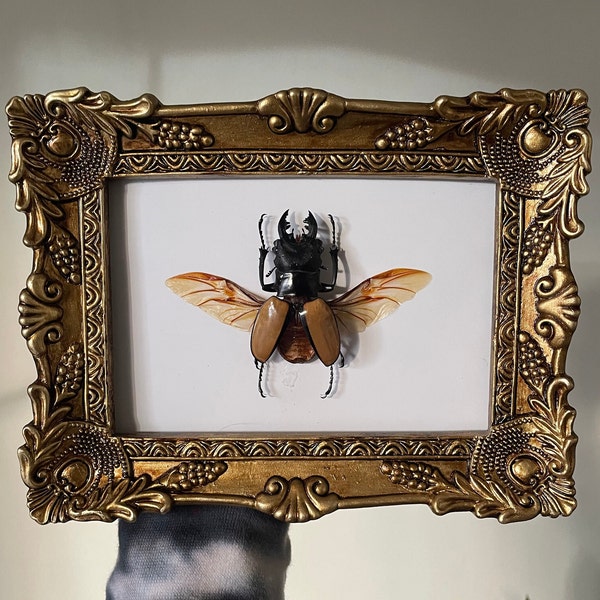 Real Ethically Sourced Golden Stag Scarab Beetle Insect Framed Bug Oddities Curiosities Gothic Vintage Home Decor Taxidermy Artwork