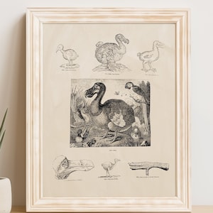 Dodo Bird Art Print: 1800s Science Illustration (Digital Download, no AI)