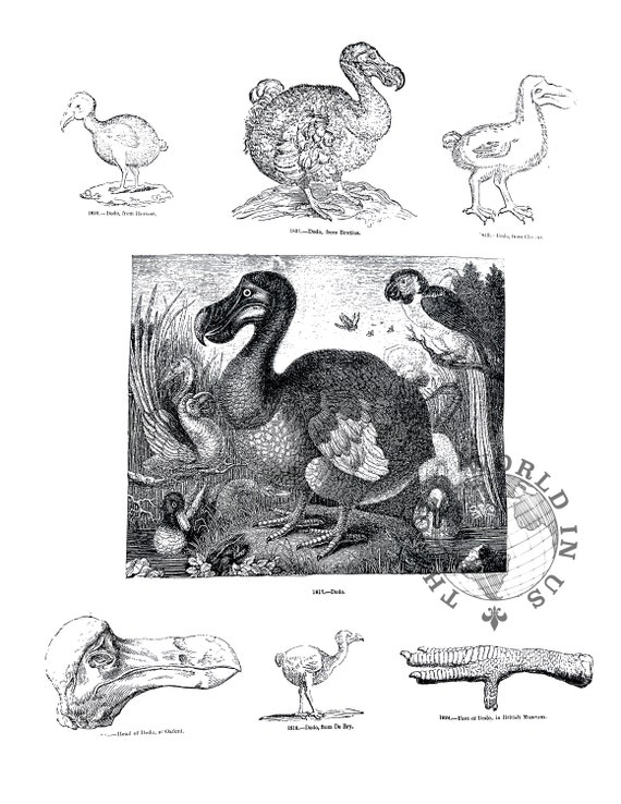 Dodo Bird Art Print: 1800s Science Illustration (digital Download