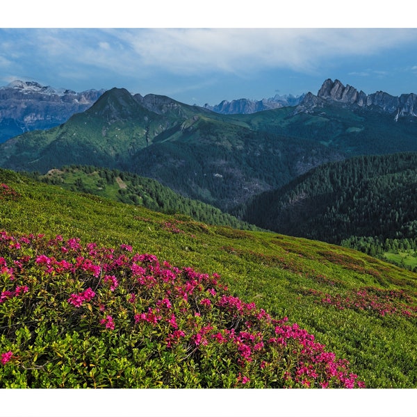 Rhododendron, Red Alpine Rose, Dolomites, Alps Mountain Panorama, Green Meadow, High peaks, Italy - FineArtPrint/Metal/Acrylic/Canvas Frame