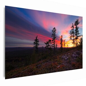 Könnte beinhalten: Ein lebendiger Sonnenuntergang über einem Wald mit einem rosa und orangefarbenen Himmel. Silhouetten von hohen Kiefern stehen im Vordergrund und schaffen eine dramatische Szene.