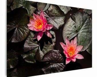 Pink Water Lilies, Wild Flowers, Leaves on the Lake, Summer, Mountain, Details, Forest Landscape - FineArtPrint/Metal/Acrylic/Canvas Frame