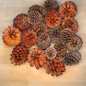 20 Pinecones — DIY ornaments & crafts