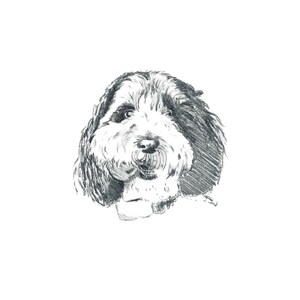 K&ouml;nnte beinhalten: Eine Bleistiftskizze eines Hundegesichts, die eine flauschige, mittelgro&szlig;e Rasse darstellt. Der Hund hat eine Mischung aus schwarzem und wei&szlig;em Fell, mit einer markanten Schnauze und ausdrucksstarken Augen. Die Zeichnung ist detailliert.
