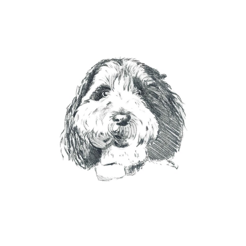 K&ouml;nnte beinhalten: Eine Bleistiftskizze eines Hundegesichts, die eine flauschige, mittelgro&szlig;e Rasse darstellt. Der Hund hat eine Mischung aus schwarzem und wei&szlig;em Fell, mit einer markanten Schnauze und ausdrucksstarken Augen. Die Zeichnung ist detailliert.