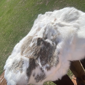 May include: A white and brown rabbit fur pelt. The fur is soft and fluffy, with a mix of white and brown patches. The pelt is lying on a wooden surface, with a green grassy background.