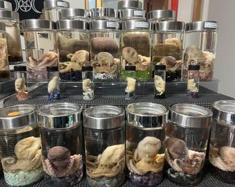 Octopus full body oddities- med wet specimen