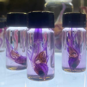 Diaphonized goldfish