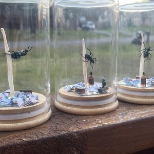 May include: Three glass jars with wooden lids, each containing a black and green insect, a miniature bottle of liquor, and a small pile of money. The jars are arranged in a row on a wooden surface.