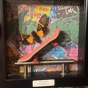 Skating CicadaBoy Shadowbox – Quirky Oddities skating Decor (RANDOM)