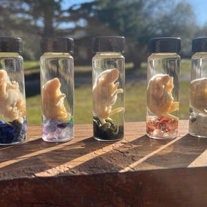 May include: Five small glass bottles filled with clear liquid and containing preserved small animal specimens. Each bottle has a different colored base of small stones.
