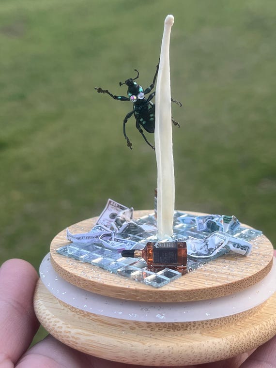 Stripper weevil bugs swinging on coyote Baculum