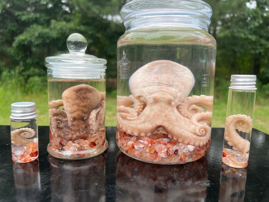 Large Full Body Octopus Wet Specimen Etsy