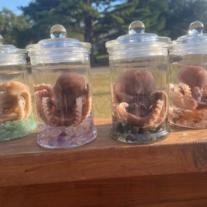Octopus full body oddities- med wet specimen