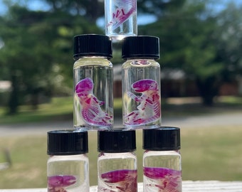 May include: Six small glass vials with black lids, each containing a preserved, translucent, pink-hued animal specimen. The vials are arranged in a pyramid shape.