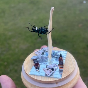 May include: A miniature diorama of a beetle on a pole, surrounded by miniature dollar bills, a bottle of whiskey, and a mirrored dance floor. The diorama is made of wood and is sitting on a hand.