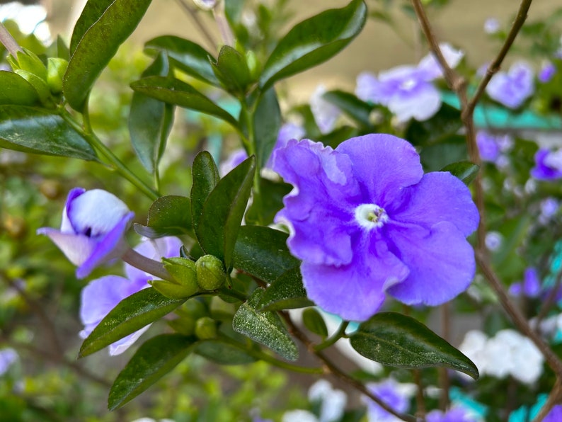 Brunfelsia Australis, Yesterday Today-and-Tomorrow 10 seeds 2023 USA image 3