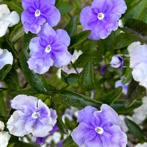 Brunfelsia Australis, Yesterday Today-and-Tomorrow 10 seeds 2023 USA image 2
