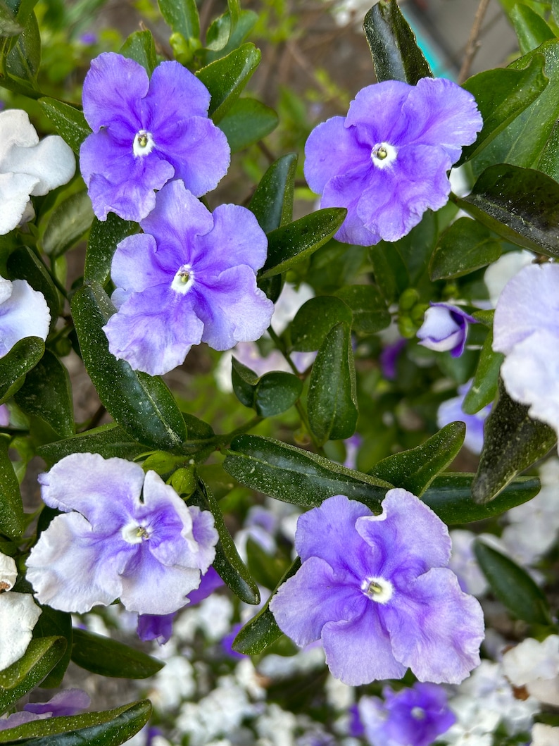 Brunfelsia Australis, Yesterday Today-and-Tomorrow 10 seeds 2023 USA image 2