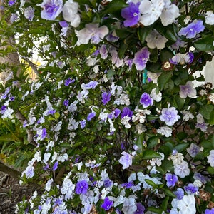 Brunfelsia Australis, Yesterday Today-and-Tomorrow 10 seeds 2023 USA image 4