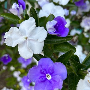 Brunfelsia Australis, Yesterday Today-and-Tomorrow 10 seeds 2023 USA image 1