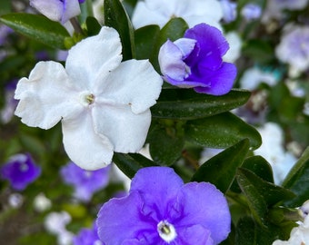 Brunfelsia Australis, Ieri-Oggi-Domani - 10 semi 2023 - USA