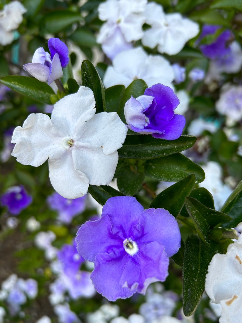 Brunfelsia Australis, Yesterday Today-and-Tomorrow 10 seeds 2023 USA image 1