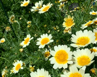 Crown Daisy, Garland Chrysanthemum - 1000+ Seeds 2023 - USA