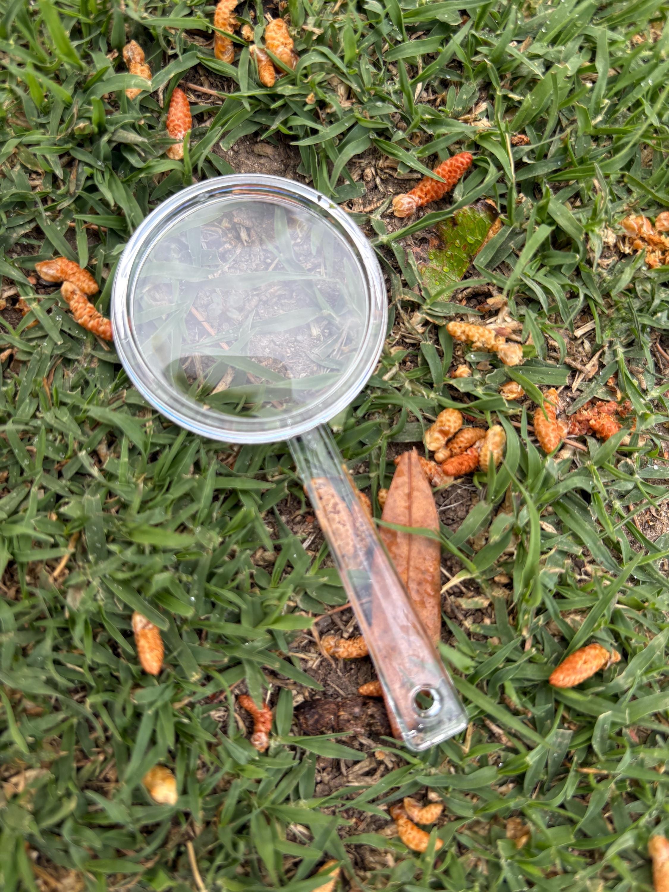 Tiddle Insect Bug Sensory Bin Filler Earthy Sensory Activity Flower Mushroom ...