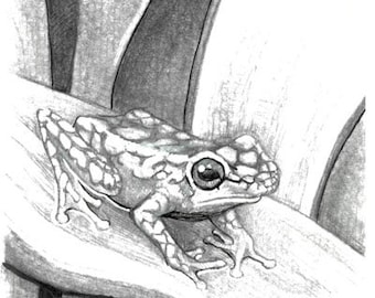Frog Art, Frog Print, Weird Frog Artwork, Frog Poster, Frog Print, Aesthetic Frog Print.