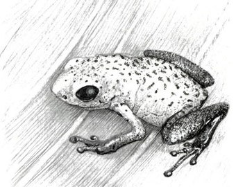 Frog Art, Frog Print, Weird Frog Artwork, Frog Poster, Frog Print, Aesthetic Frog Print.