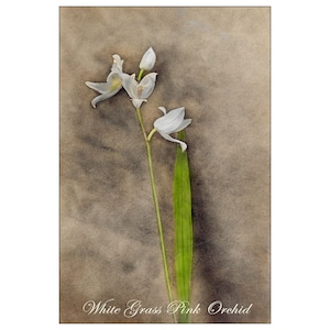 Orchid Note Card, 4x6 Flat, Blank Back. White Grass Pink Orchid