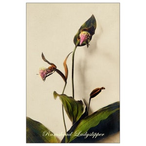 May include: A close-up of a pink and white Ramshead Ladyslipper orchid with green leaves. The orchid is in bloom and has a delicate, feminine appearance.