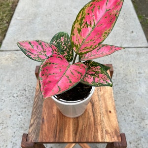 4&#39;&#39; Aglaonema Lady Valentine Favonian | House Indoor Plants | Foliage Plants | Air Purifier | Easy Grow | Low Maintenance | HomeOffice Décor