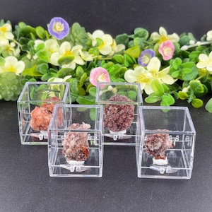 May include: Five clear, square display cases, each containing a different specimen of a reddish-brown mineral. The cases are arranged in a row, with a backdrop of green foliage and small, colorful flowers.