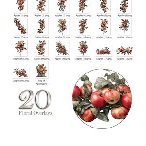 May include: A digital collection of 20 apple-themed floral overlays featuring various branches laden with red apples and green leaves, labelled Apples (1) through (19) and Bag of Apples, with a large circular sample showing detailed red fruit.