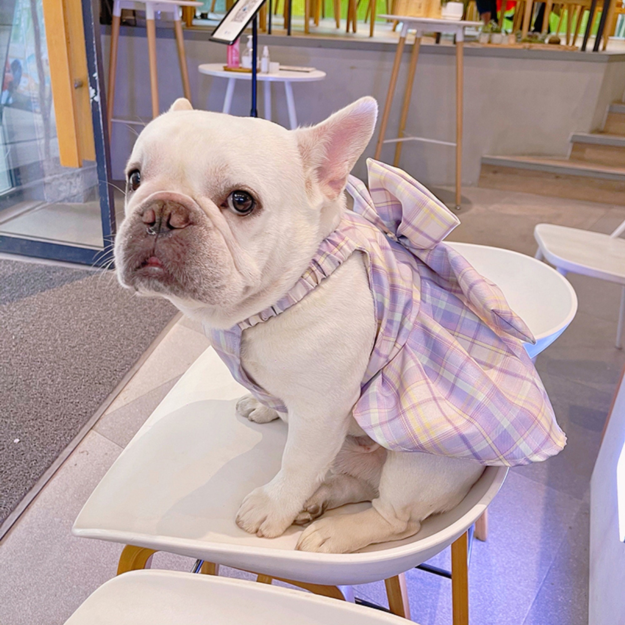 French Bulldog Purple Plaid Skirt/puppy JK Dress/small Dog Etsy