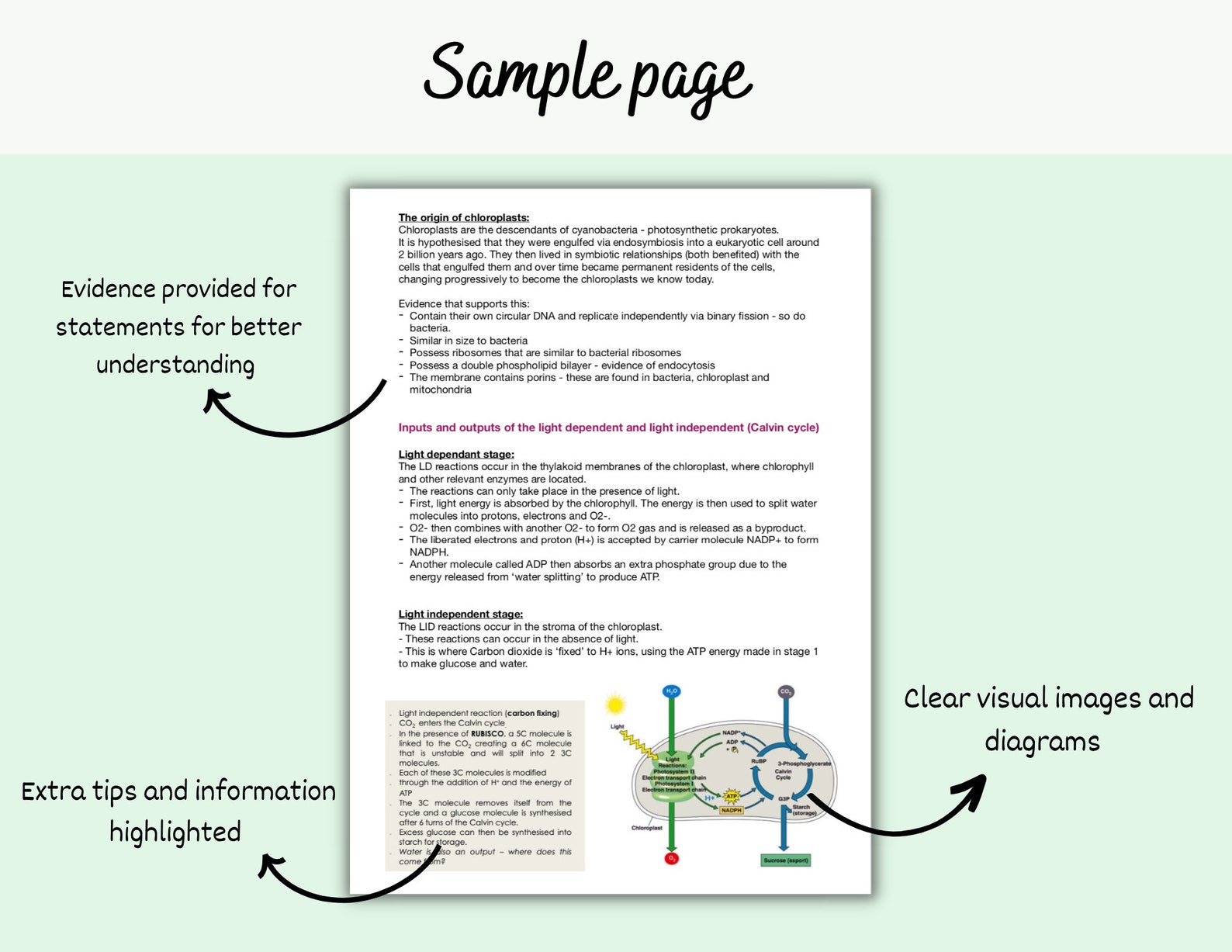 Biology Notes - Photosynthesis and Cellular Respiration - Etsy