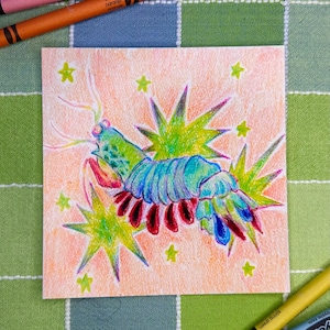 Mantis Shrimp 5x5 Print
