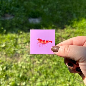 Może przedstawiać: Mała, kwadratowa, różowa naklejka z szczegółową ilustracją czerwono-białej krewetki w paski. Krewetka ma delikatne nogi i czułki. Naklejka jest trzymana na rozmytym zielonym tle trawy.