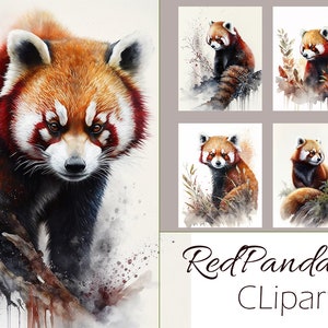 Watercolor Red Panda Clipart on White Background 10 JPEG, Instant download,Wall art,Card Making, Digital Paper Craft