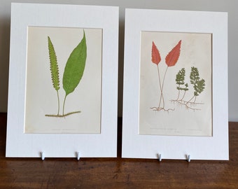 Original Vintage fern litographs by Edward Joseph Lowe Ferns British and Exotic dating between 1856 - 1862 in A4 mounts