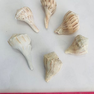 6 Whelk Florida Shells, Great for crafting and beach theme décor.