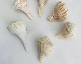 6 Whelk Florida Shells, Great for crafting and beach theme décor.