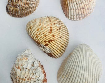 5 Large Florida Clam Shells, Great for crafting and beach theme décor.